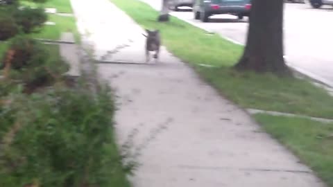 Blue Pitbull Amazing Obedience. Watch this.
