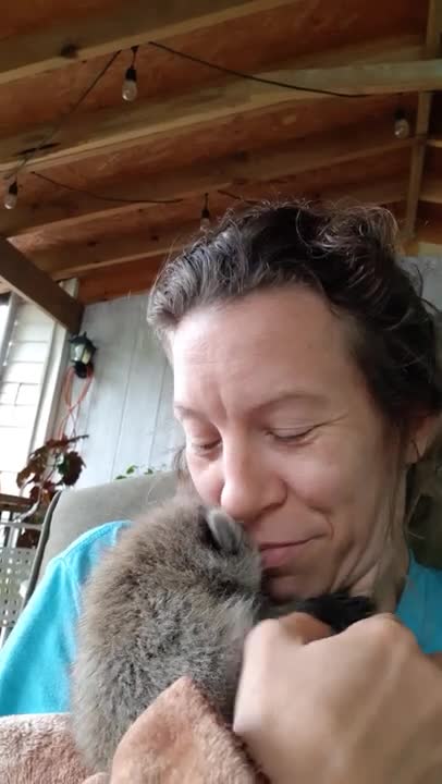 Koopur-Our Pet Raccoon- Gives Sweet Lovins To Mama! Part 2