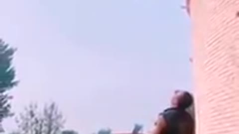 Dogs very high stunt flyeing dog stunt