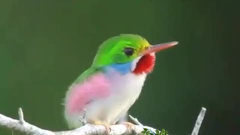 A lovely,gorgeous,cute bird