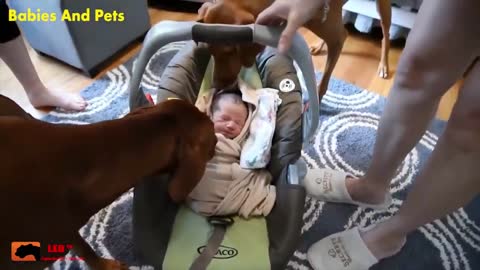 Funny Baby And Vizsla Dogs Playing Together Cute Baby Video YouTube 720p