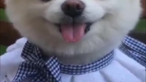 OMG So 😮😮 Funny Cute Puppies & Dog Videos #10