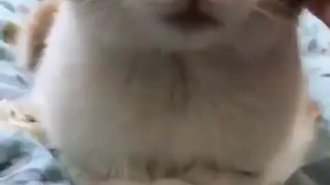 lovely cute #emotionnelvideos
