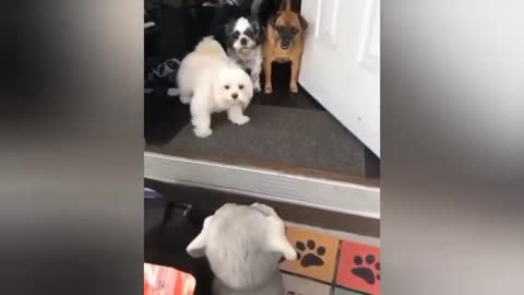 Dogs And Babies Playing Together