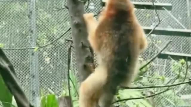 The ability of the monkey to climb the tree is really very strong, in a flash climbed up