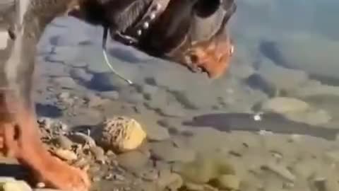 dog competes with fish