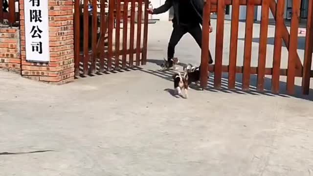 🐕baby dog2021🐶cute dogs🐕 funny dog,🐶dog compilation🐕short video🐶 cute animals videos🐕