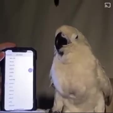 Parrot flex;)Флекс от попугая ;)