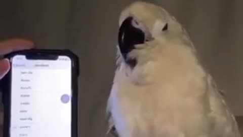 Parrot flex;)Флекс от попугая ;)