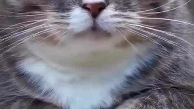 Cute funny cat #shorts