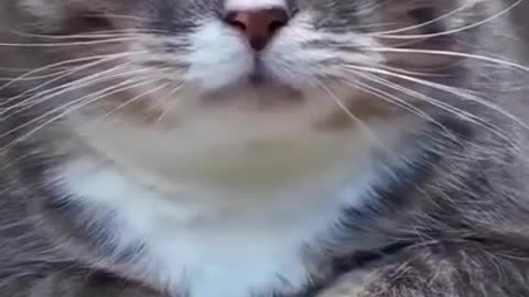 Cute funny cat #shorts