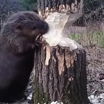 Seriously did he do that? 😱😱😱