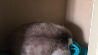 Cat in Cupboard Gets Woken Up