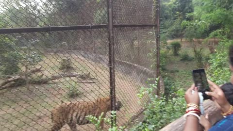 Angry Tiger#NationalZoo#India