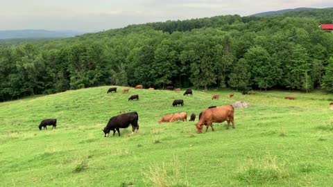 see nature and animals