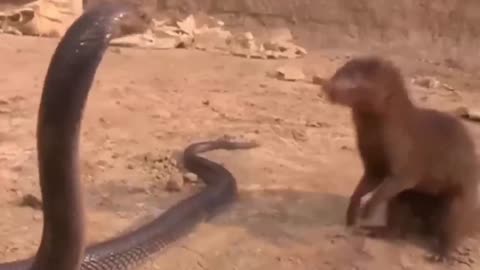 Mongoose Versus Snake Fights