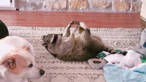 lazy raccoon