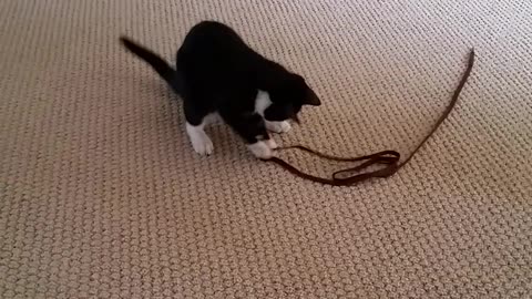 Cat runs at other cat playing with black leash