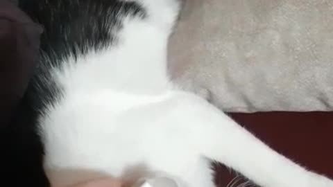 My funny cat playing around :)