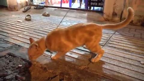 Cat videos fanny