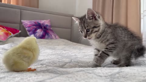 Baby Kitten Meets Chick for the First Time!