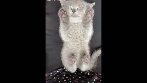 Best funny cute pets, cat's and parrots and animals