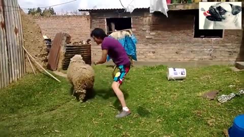 Sheep attacking people- Funny compilation