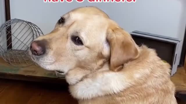 funny dog video - shorts- funnydogvideo- amazon- cute- cats- funny- unitedstates- usa- animals- baby