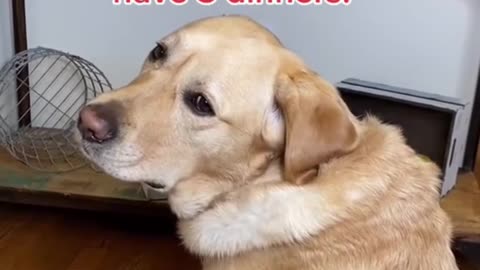 funny dog video - shorts- funnydogvideo- amazon- cute- cats- funny- unitedstates- usa- animals- baby