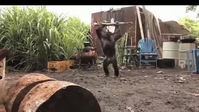 The All Time Funniest Video