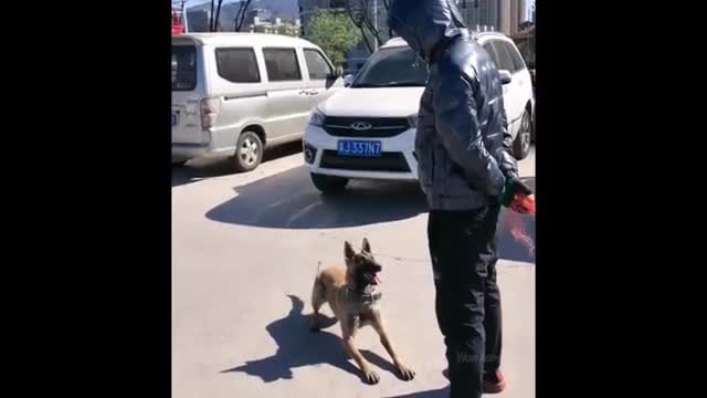 Animals are funny