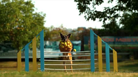 Watch how this wonderful dog wants to jump over the fence with only the basket full of balls