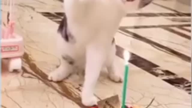 TOP Funny Animals 🤪🤪