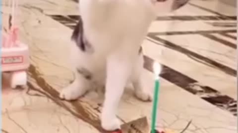 TOP Funny Animals 🤪🤪