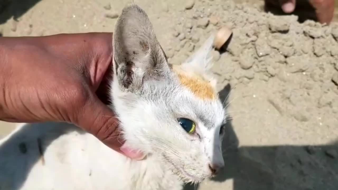 CAT Died Road Accident Heartbreaking Emotional Burial RIP