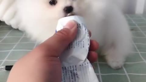 Best cute Dog Moments