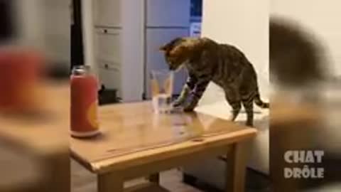 The life of cats