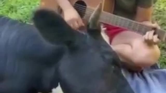 April 5, 2022. Cow enjoying some guitar and falling asleeo