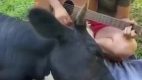 April 5, 2022. Cow enjoying some guitar and falling asleeo