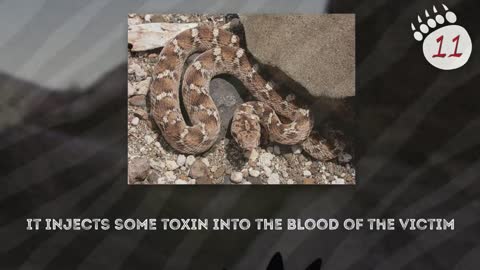 Exotic animals that will shock you