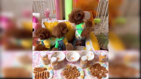 Baby Dogs - Cute and Funny Dog Videos Compilation for Laughter