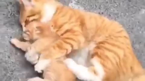 Baby Cats- Cute and Funny Cat Videos Compilation