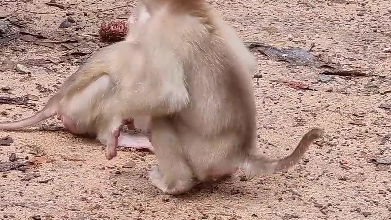 Trying to protect small baby monkey 🐒🐒🐒