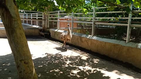 This ostrich walks by itself