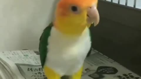 Parrots Trying to Type a Keyboard l Funny parrots Videos