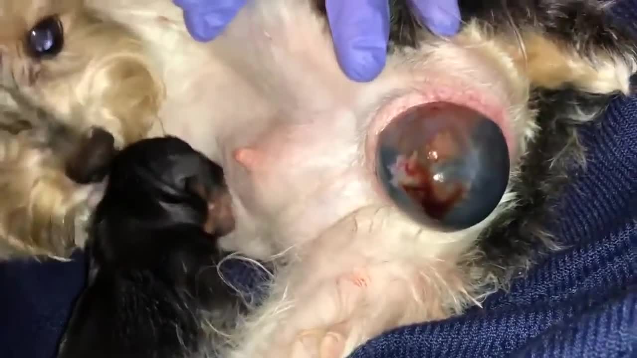 BIRTH OF A DOGS