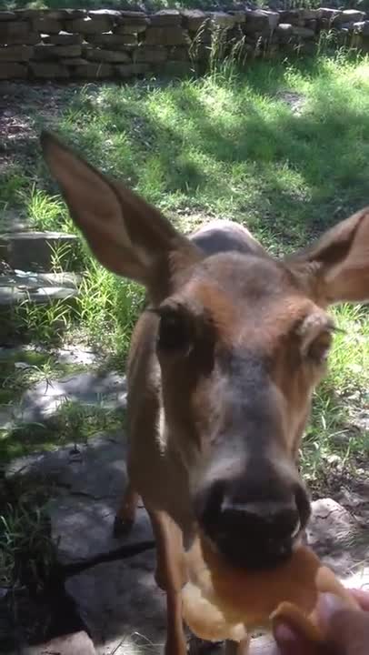 Deer Arrives At A Woman's Door To Be Fed