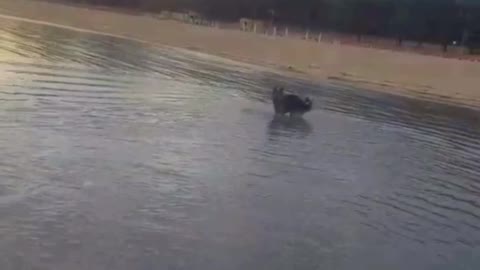 Brown german shepherd dog leaps over lake