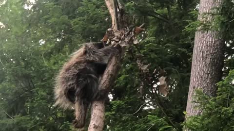 Porcupine feeding on sassafras.