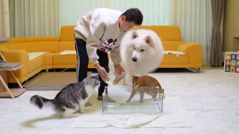 Cat Sticking His Whole Face into the Bowl